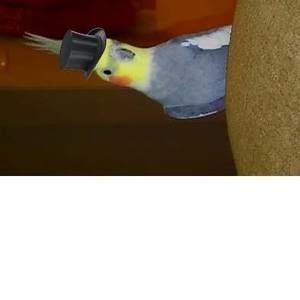 Meet your Posher, Maria